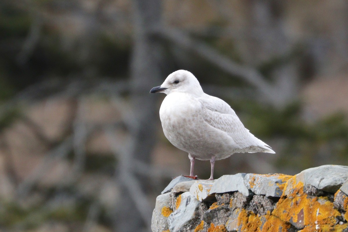 Iceland Gull (kumlieni/glaucoides) - ML87449931