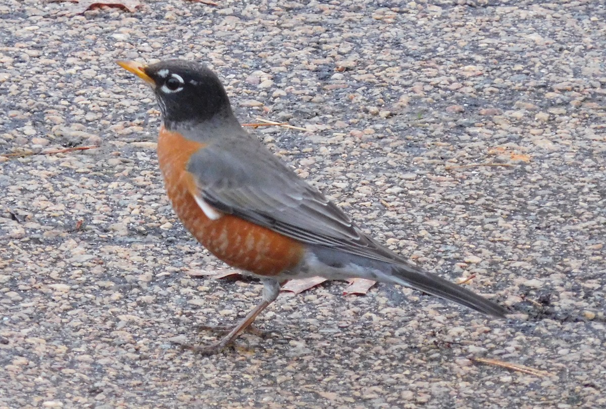 American Robin - ML87450741