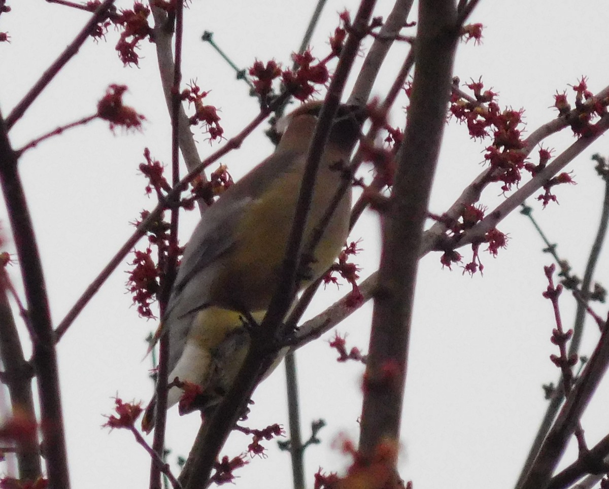 Cedar Waxwing - ML87450981