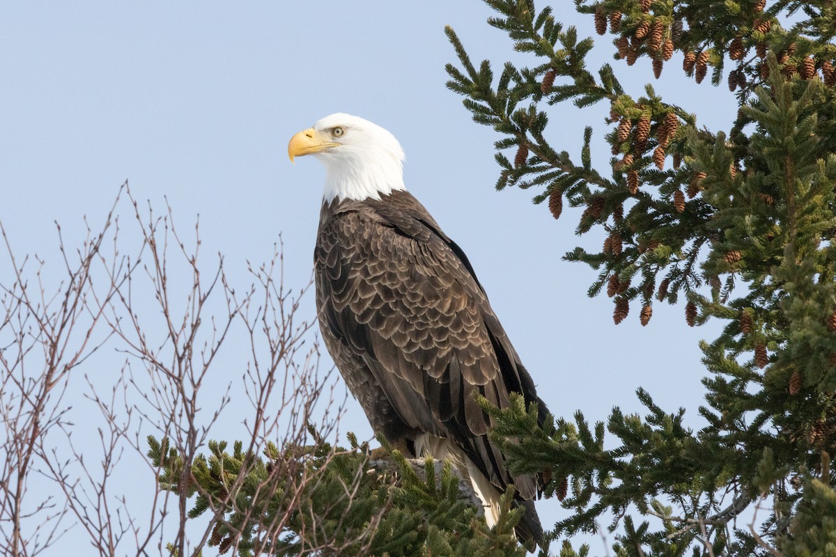 Bald Eagle - ML87451381