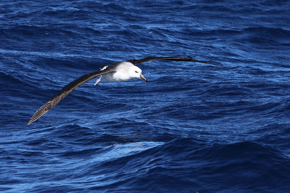 Albatros à sourcils noirs - ML87451391