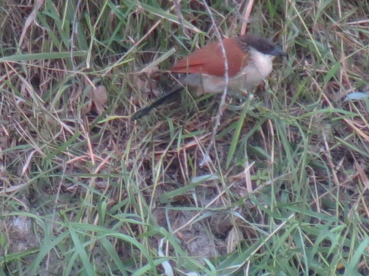 White-browed Coucal (Burchell's) - ML87451711