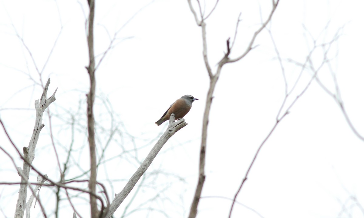 White-browed Woodswallow - ML87453101