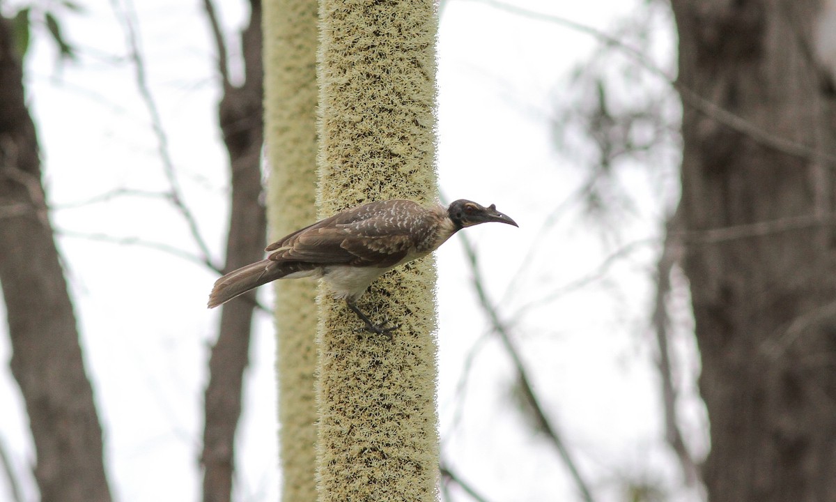 Noisy Friarbird - ML87453111