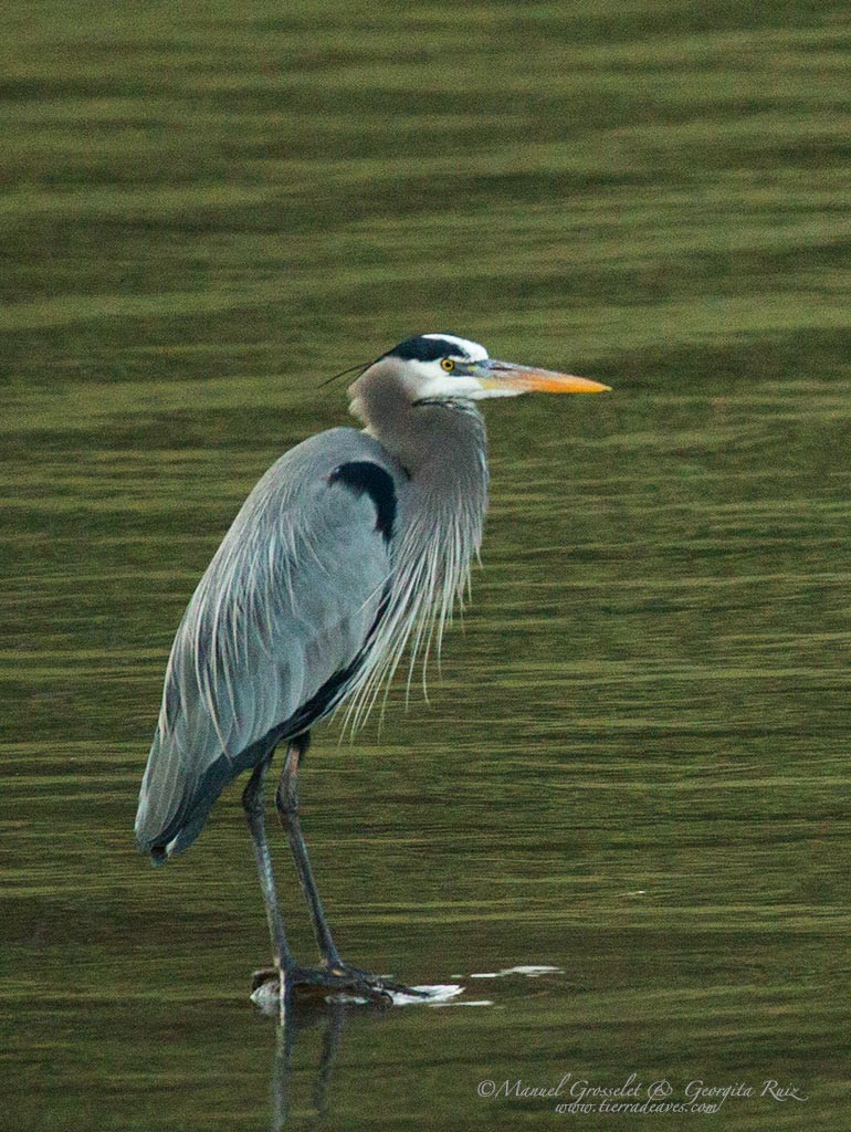 Great Blue Heron - ML87453671