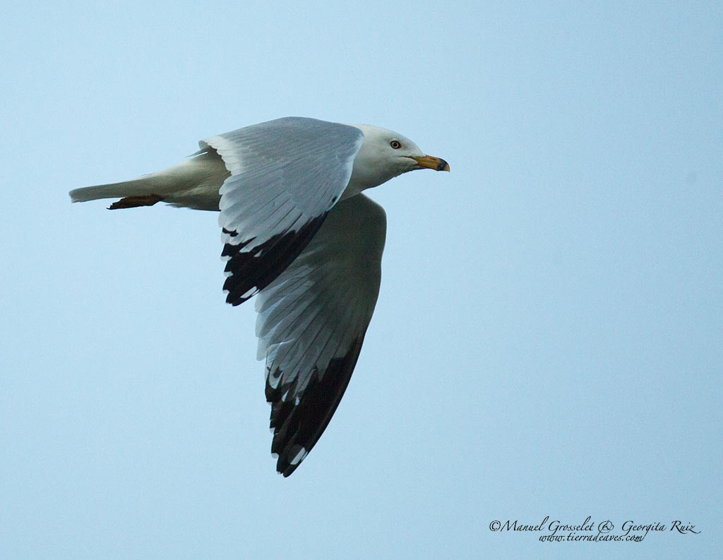 Ring-billed Gull - ML87453831