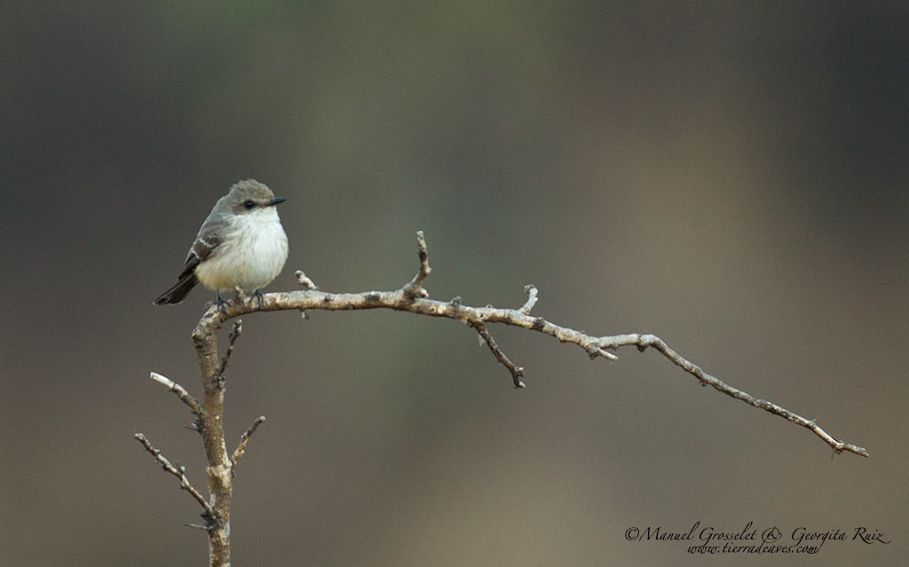 Vermilion Flycatcher - ML87453851