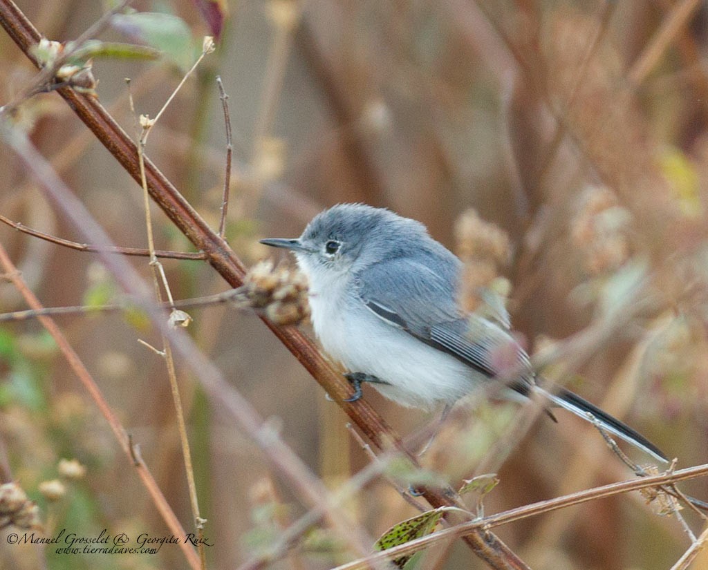 Blue-gray Gnatcatcher - ML87453901