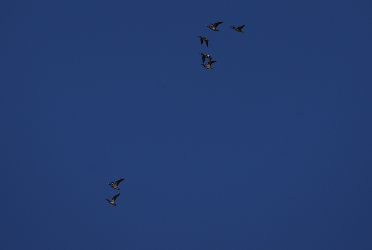 American Wigeon - ML87454951