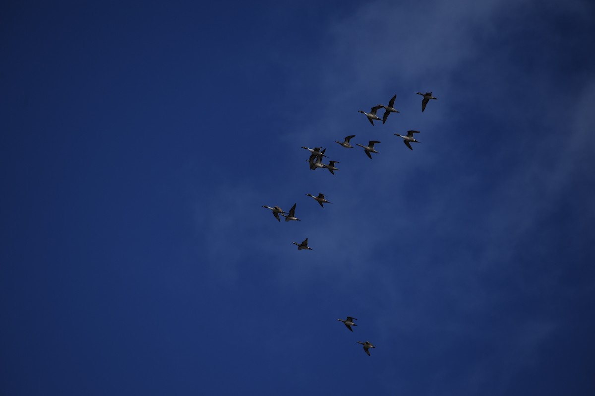 Northern Pintail - ML87455091