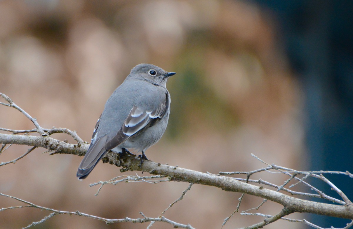 Townsend's Solitaire - ML87456571