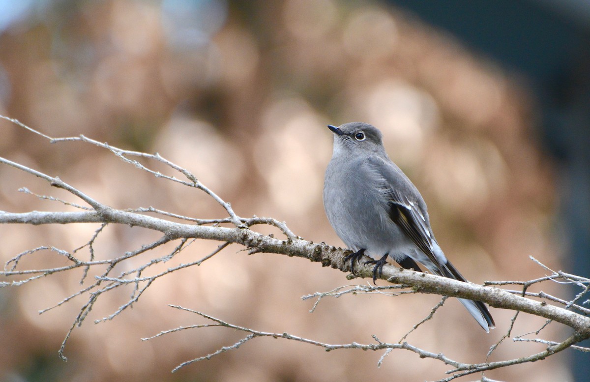 Townsend's Solitaire - ML87456581