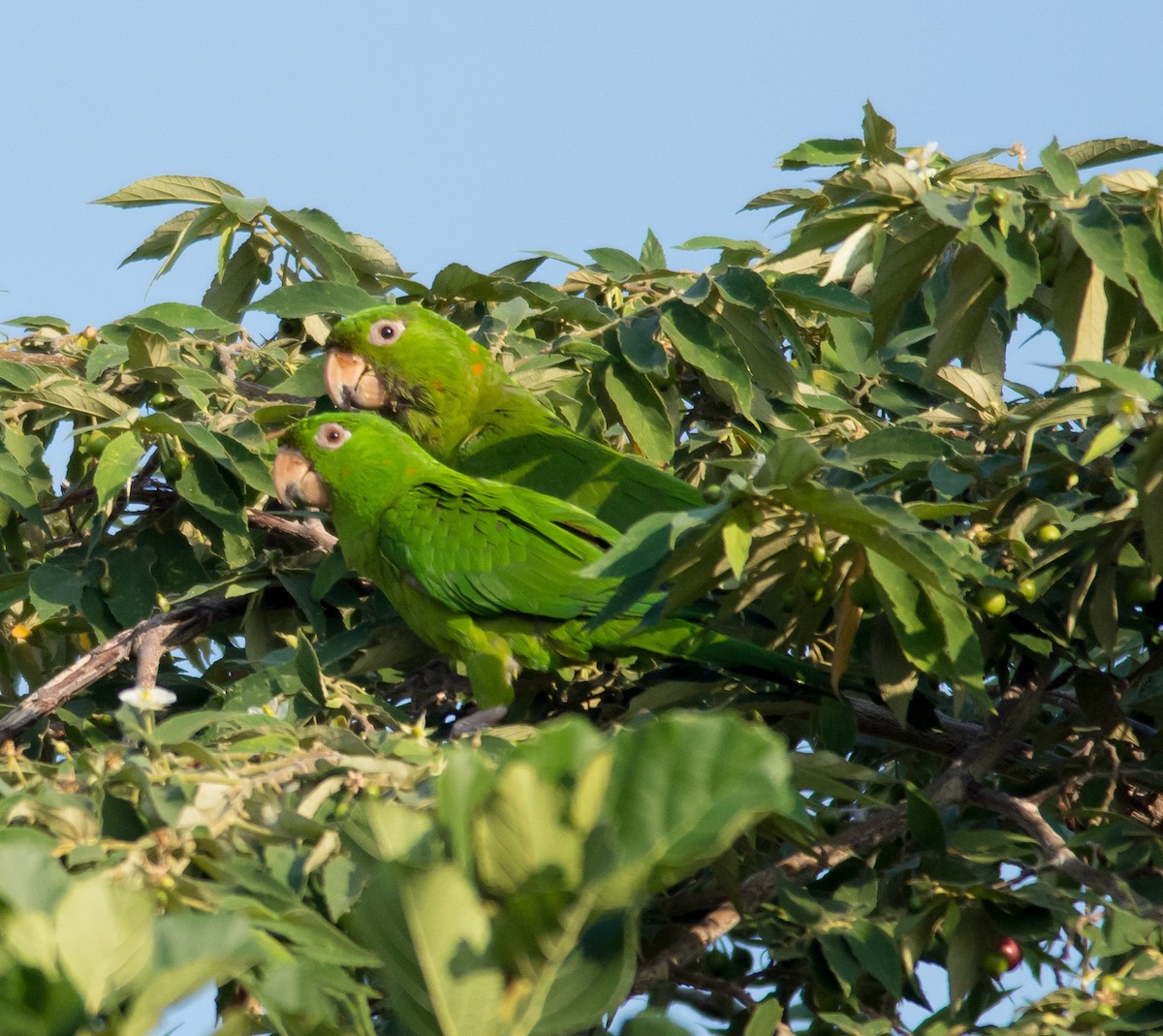 Green Parakeet - ML87456671