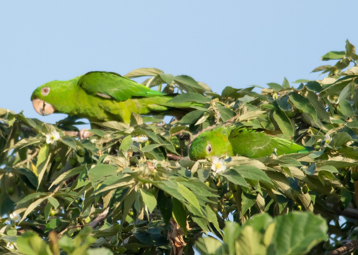 Meksika Yeşil Papağanı - ML87456681