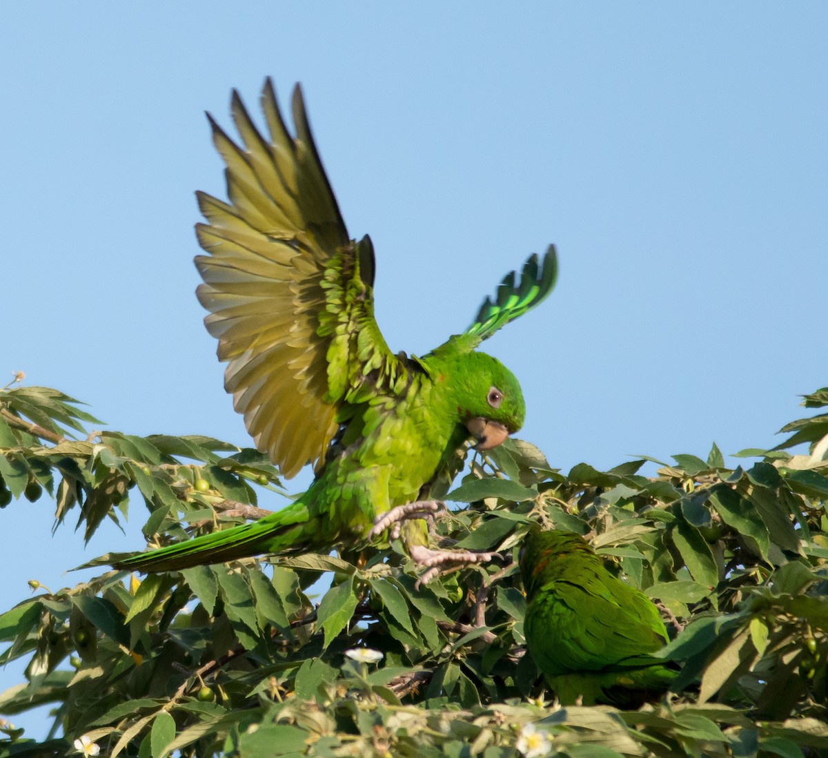 Meksika Yeşil Papağanı - ML87456691