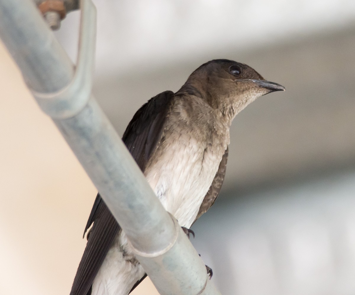 Gray-breasted Martin - Gordon Karre