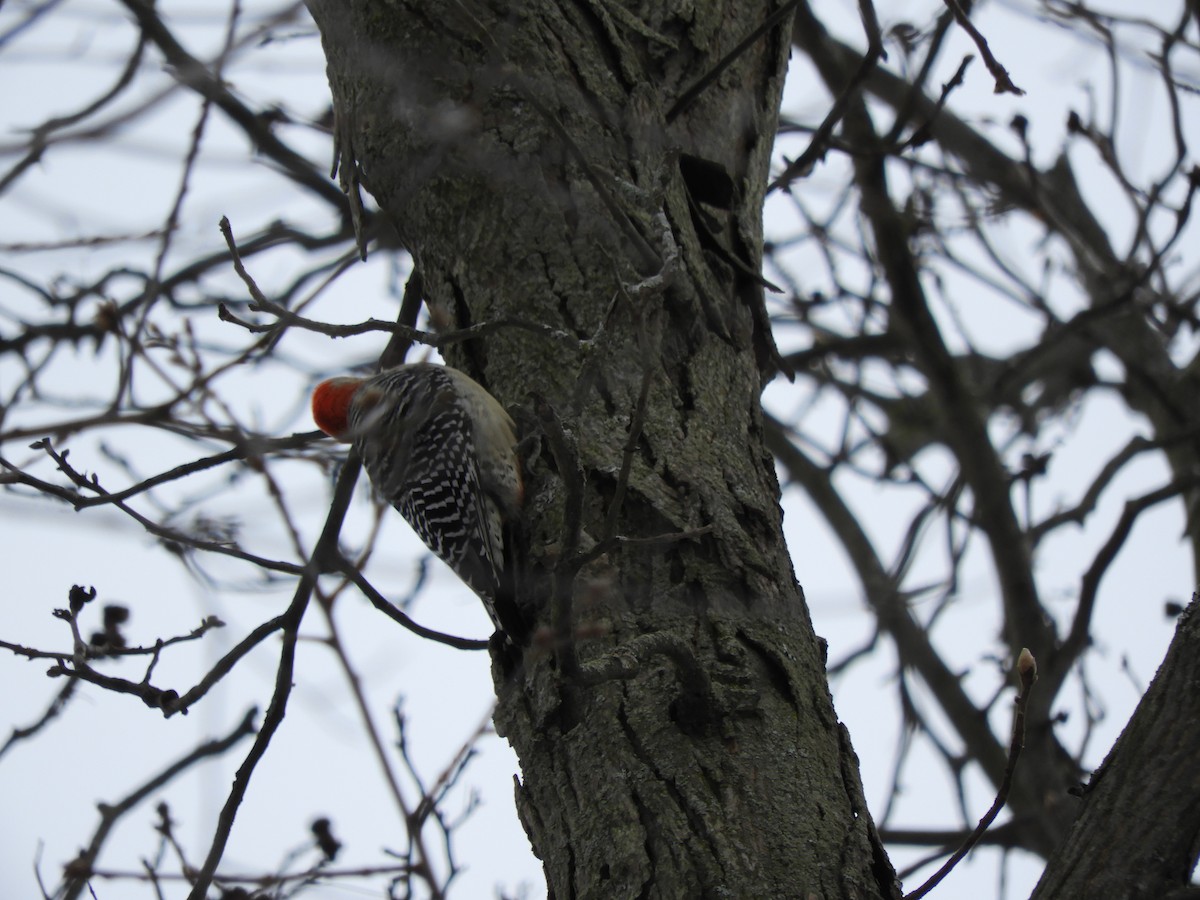 Red-bellied Woodpecker - ML87458731