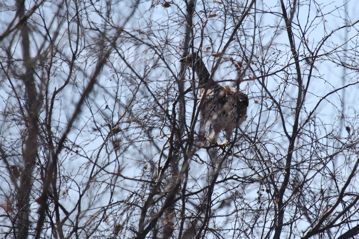 Ruffed Grouse - ML87458991