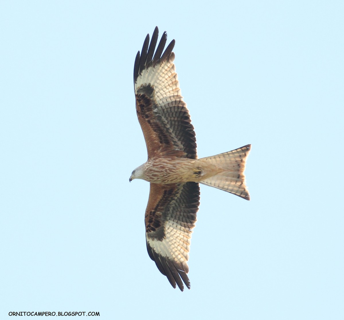 Red Kite - Ornitocampero Haritz Sarasa