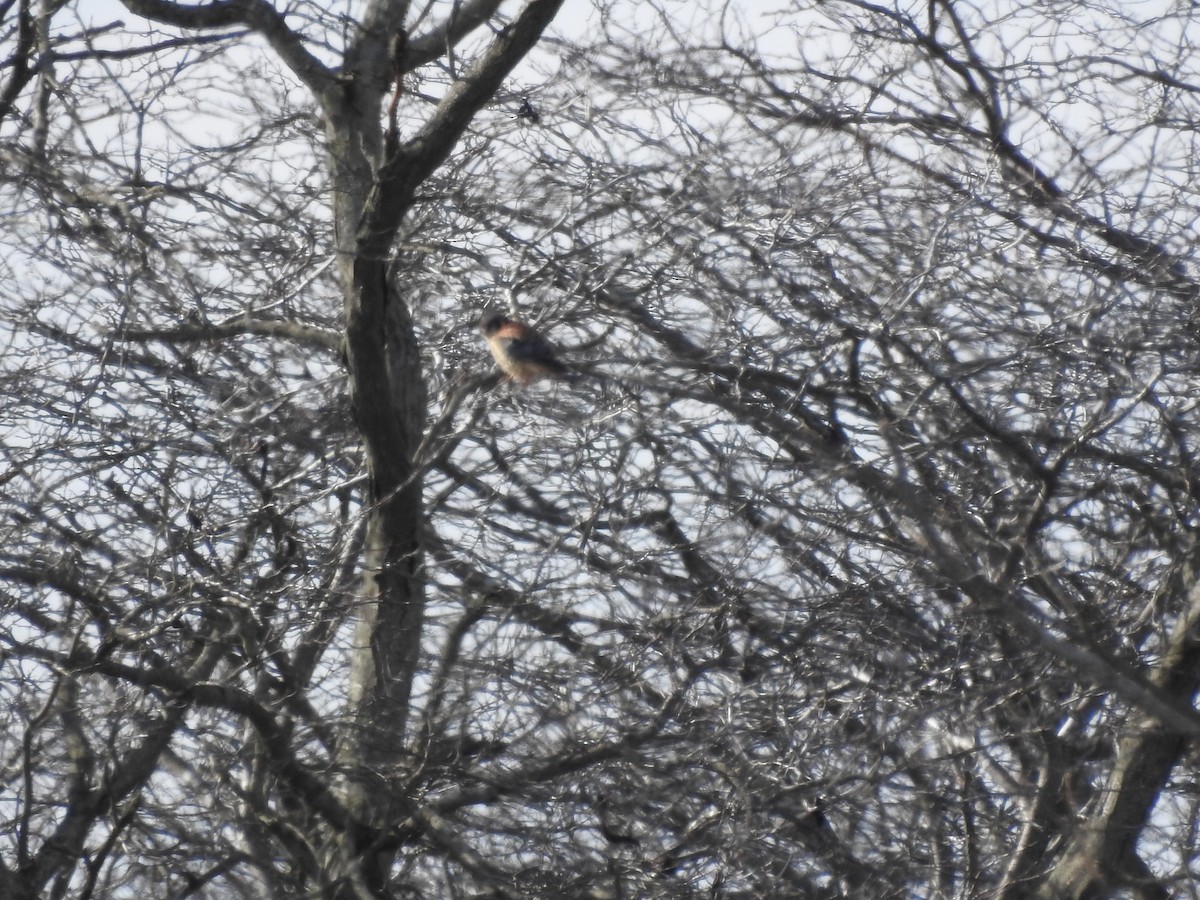 American Kestrel - ML87460211