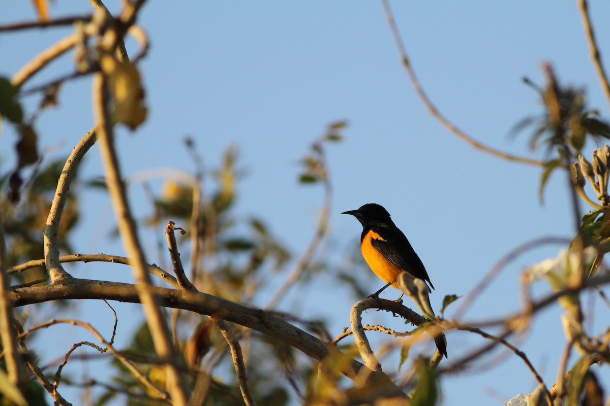 Black-vented Oriole - Jonathan Hiley