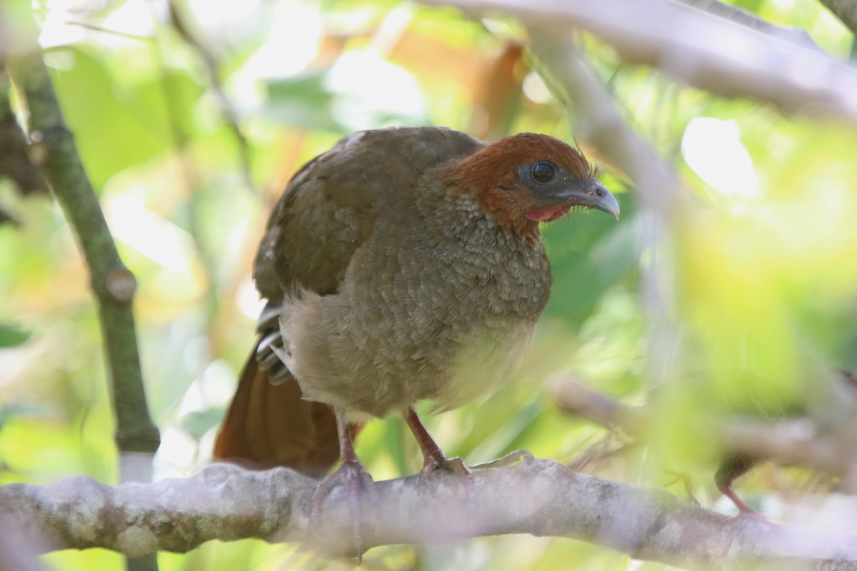 Variable Chachalaca - Ian Thompson