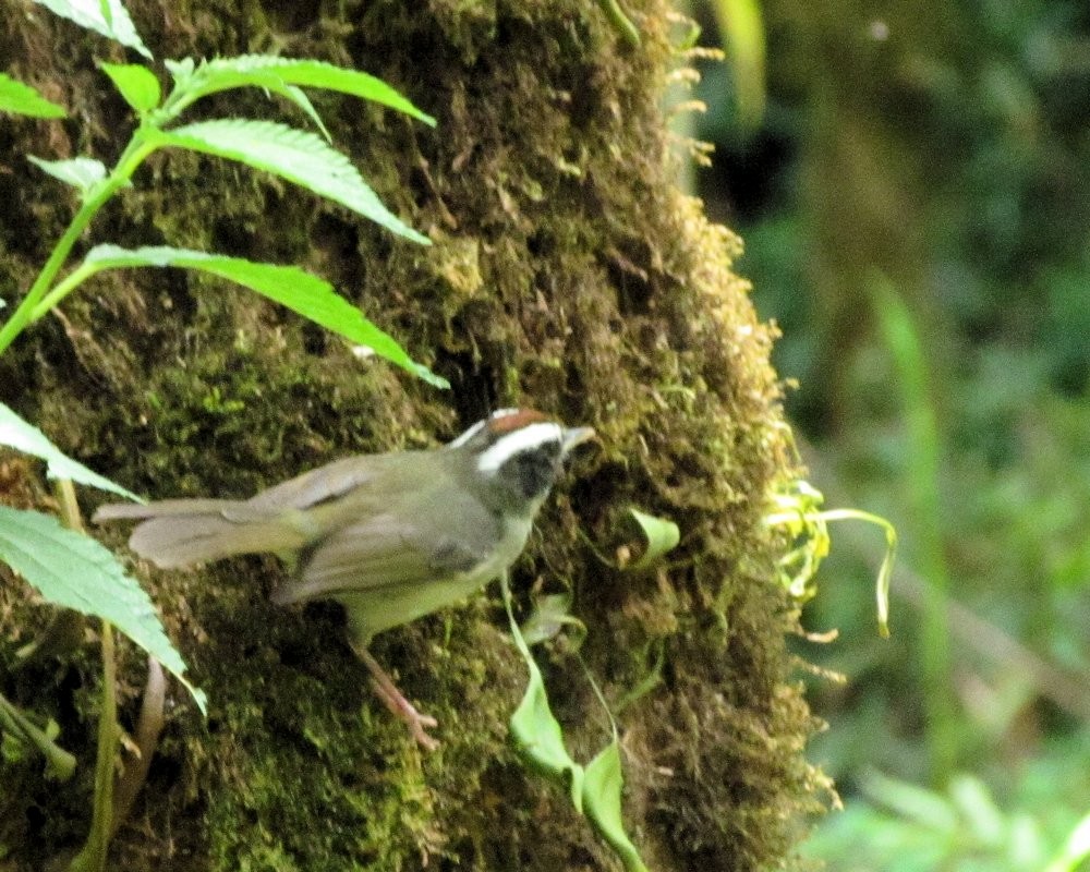 Black-cheeked Warbler - ML87462311