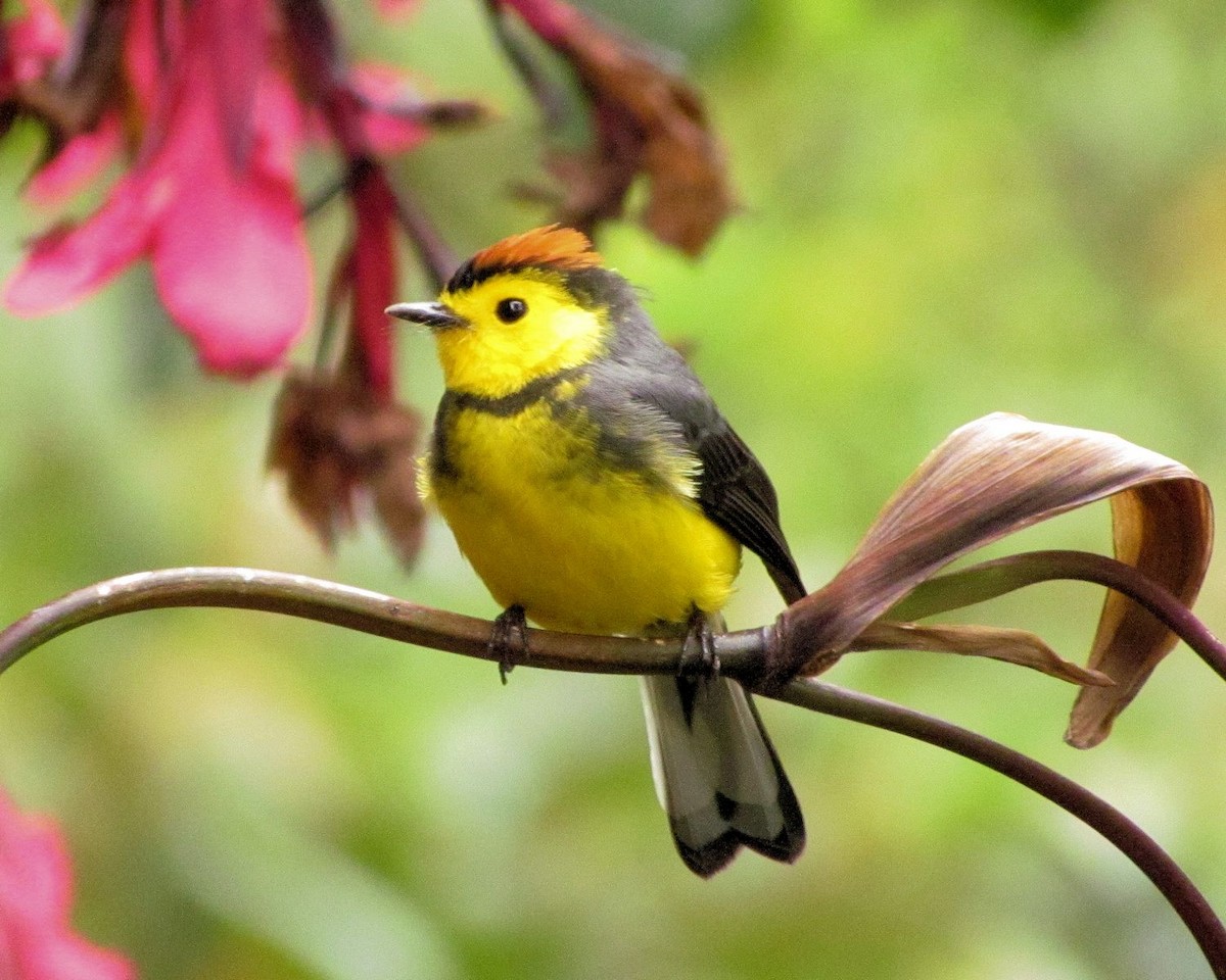 Collared Redstart - ML87462521