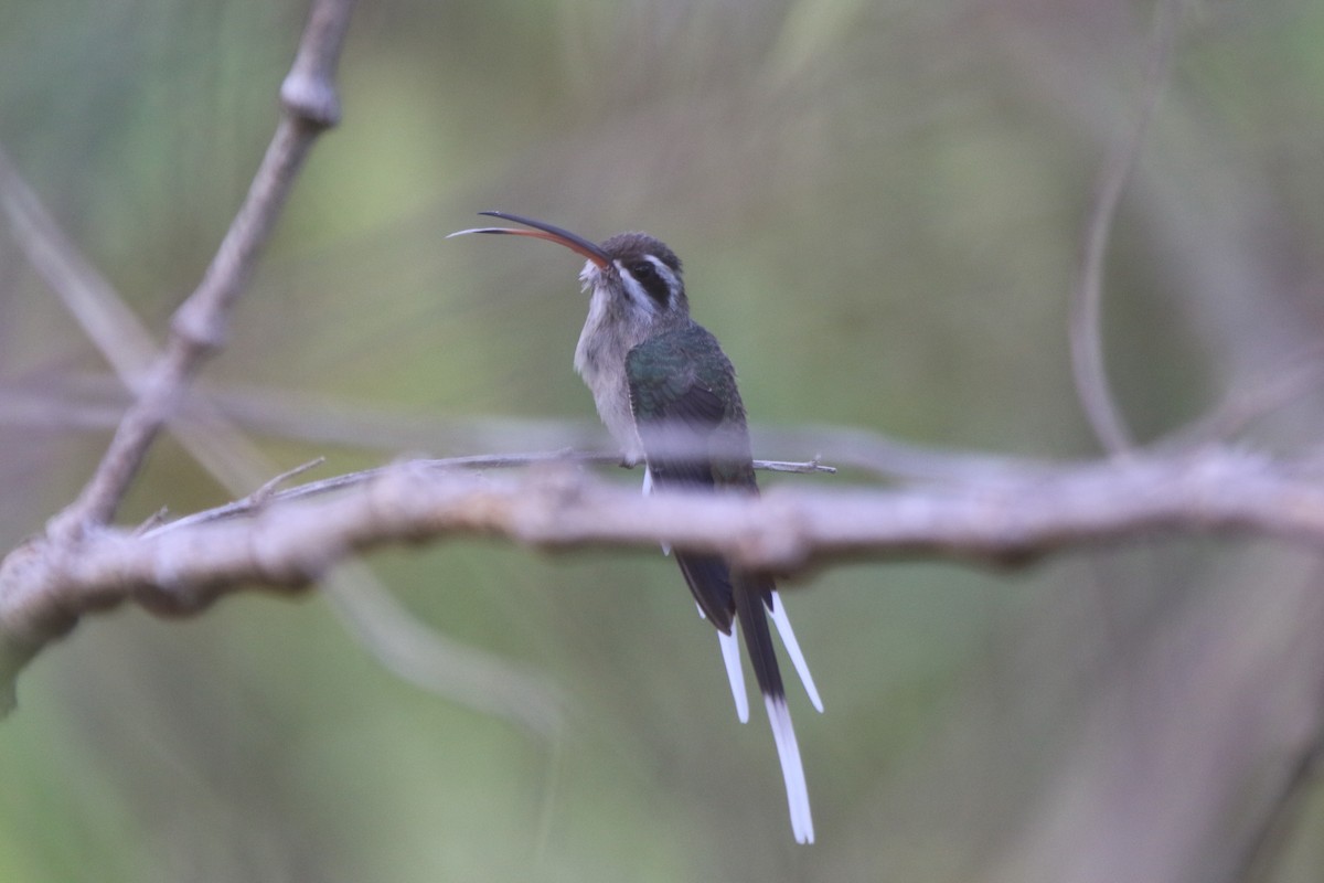 Sooty-capped Hermit - ML87462921