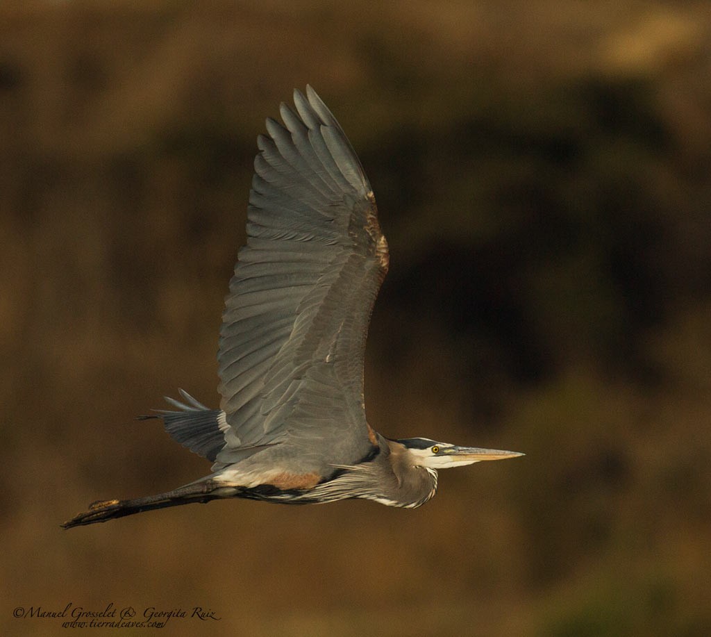 Great Blue Heron - manuel grosselet