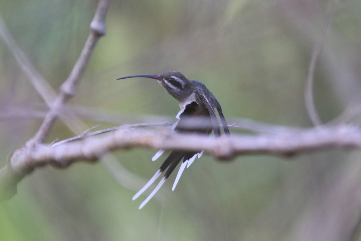 Sooty-capped Hermit - ML87463131