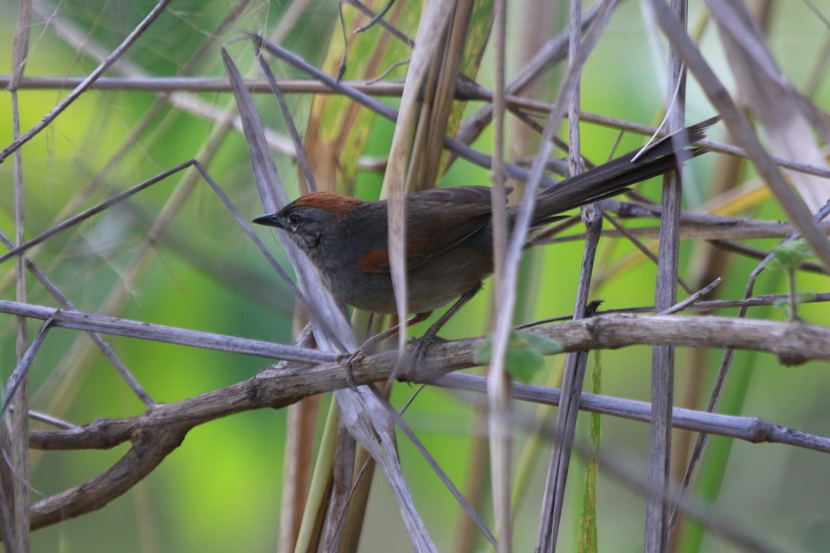 Pale-breasted Spinetail - ML87463951