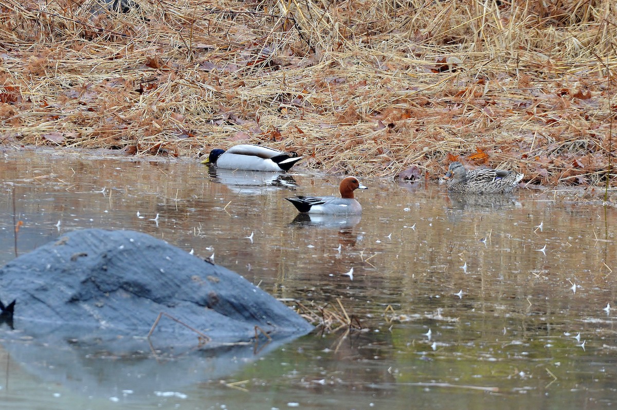 Canard siffleur - ML87465591