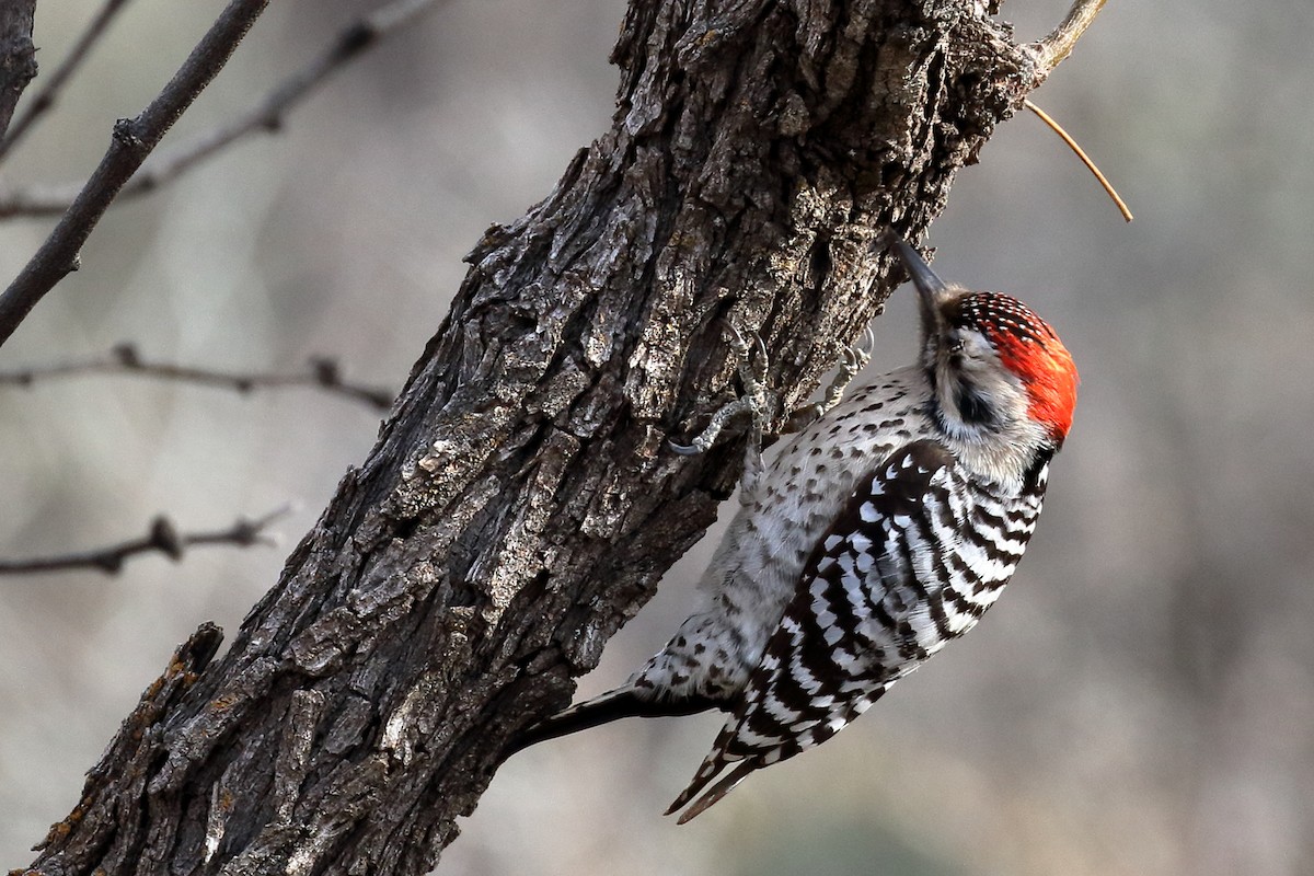 Ladder-backed Woodpecker - Lawrence Haller