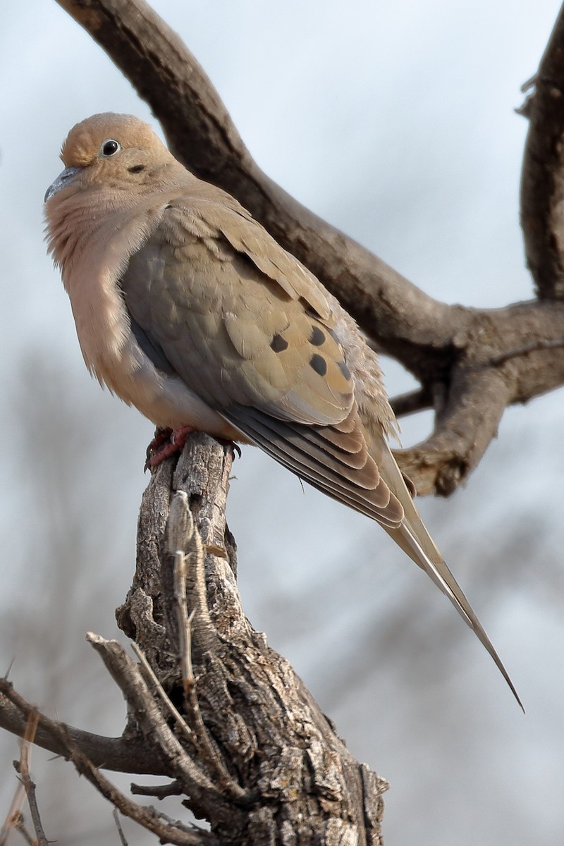 Mourning Dove - ML87465891