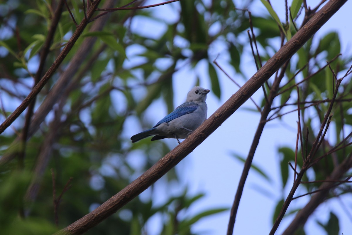Blue-gray Tanager - ML87466021