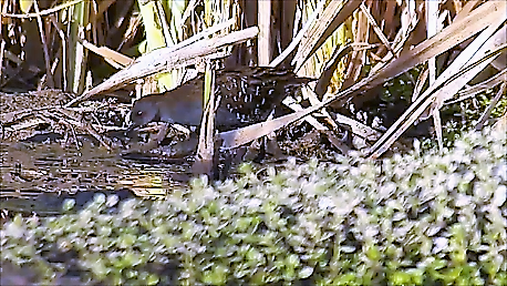 Dot-winged Crake - ML87467141