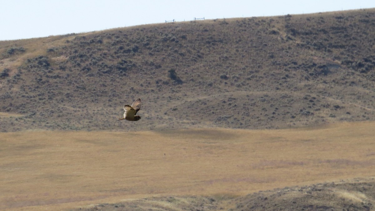 Short-eared Owl - ML87469081