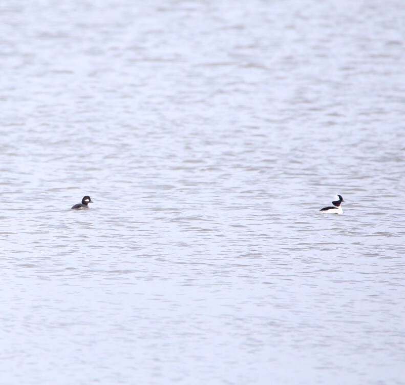 Bufflehead - Kelly Warner