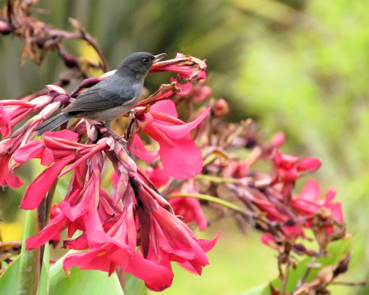 Slaty Flowerpiercer - ann carter