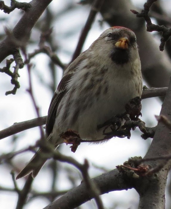 Common Redpoll - ML87471391