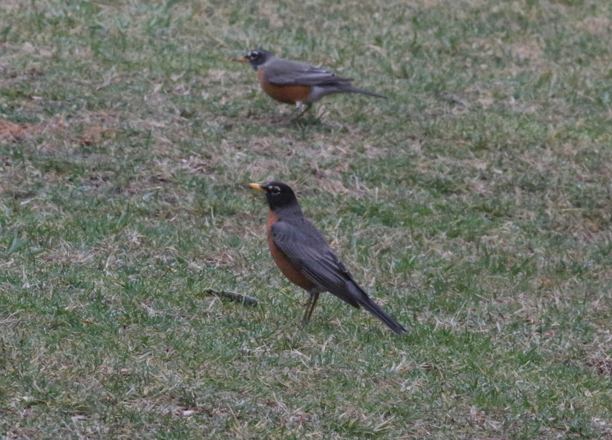 American Robin - ML87472091