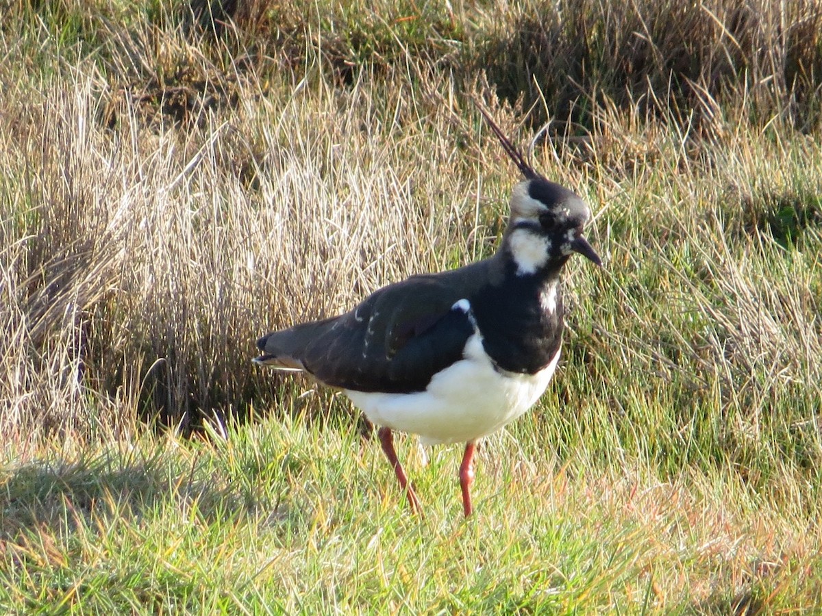 Northern Lapwing - Isaac Denzer
