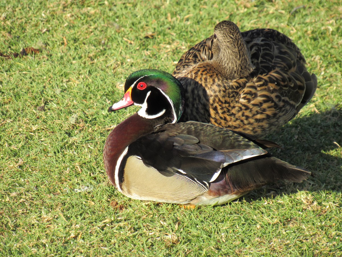 Wood Duck - ML87473221