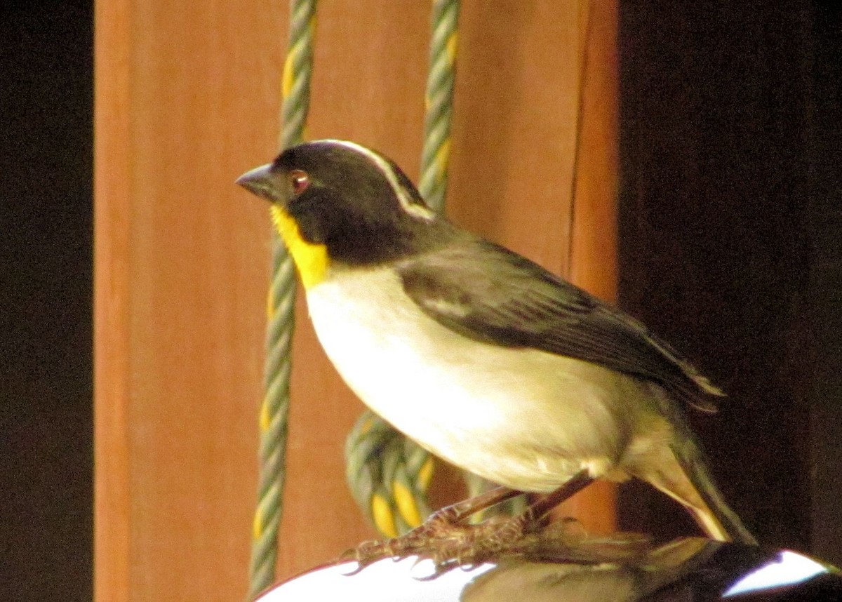 White-naped Brushfinch - ann carter