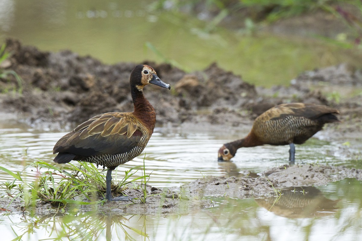 White-faced Whistling-Duck - ML87474461