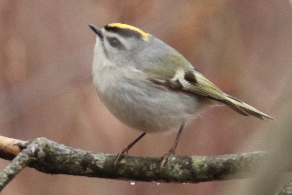 Golden-crowned Kinglet - ML87475151