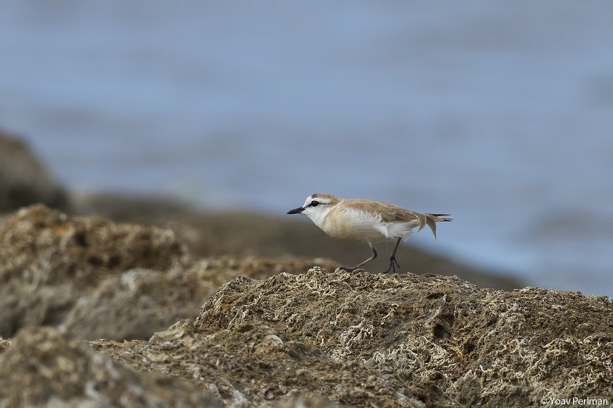 White-fronted Plover - ML87475331