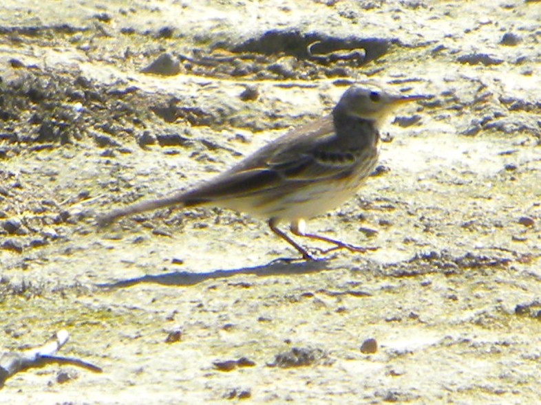 American Pipit - ML87476211