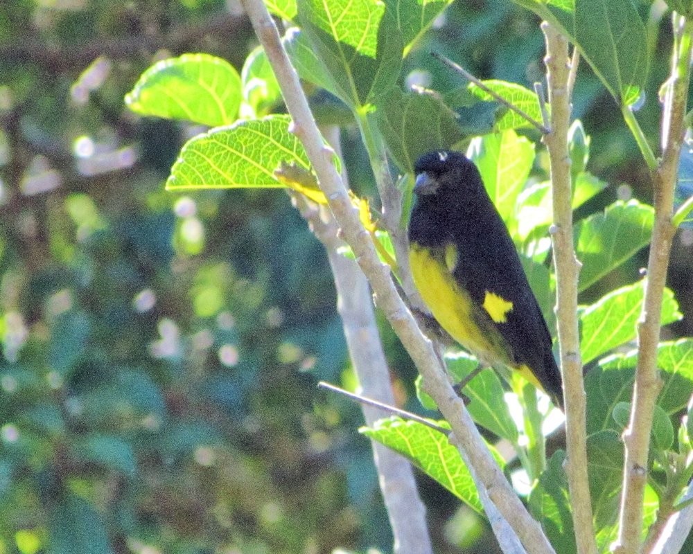 Yellow-bellied Siskin - ML87476691